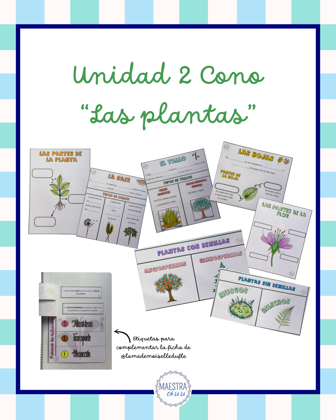 LAS PLANTAS. CONO 4º